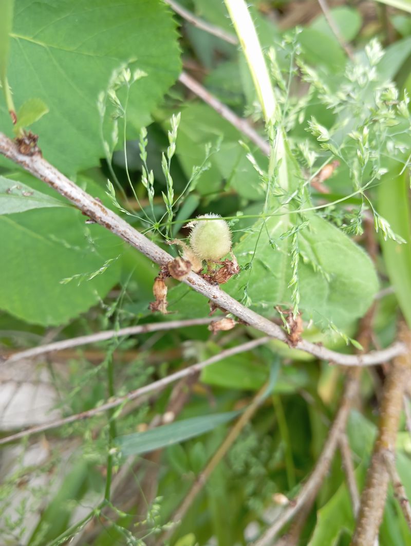 Prunus tenella